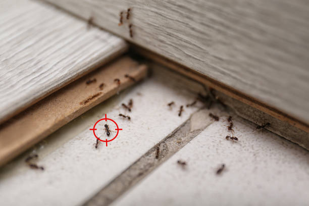 Best Ant Control Services  in Marlette, MI