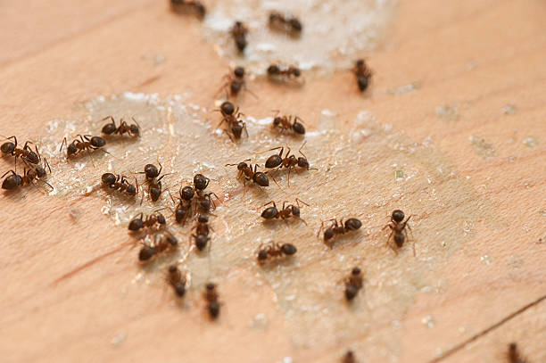 Best Pest Inspection Near Me  in Marlette, MI